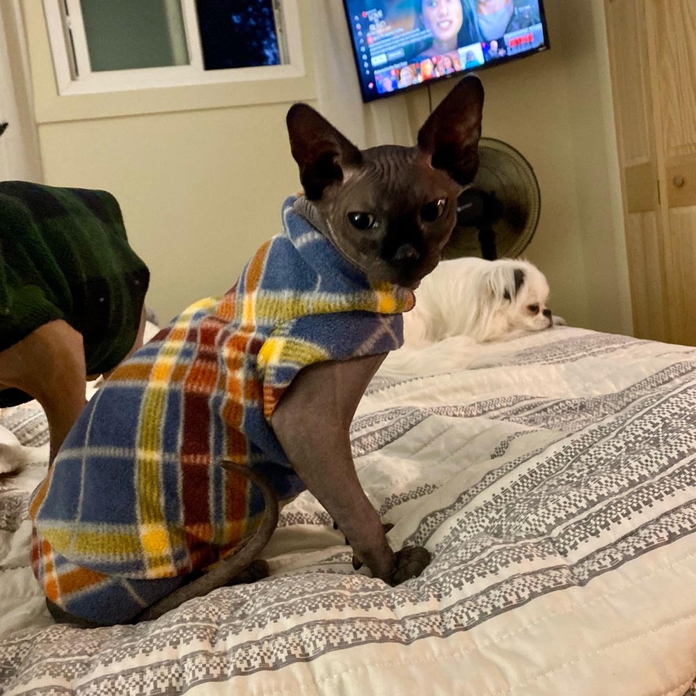 Kitten Sweater
